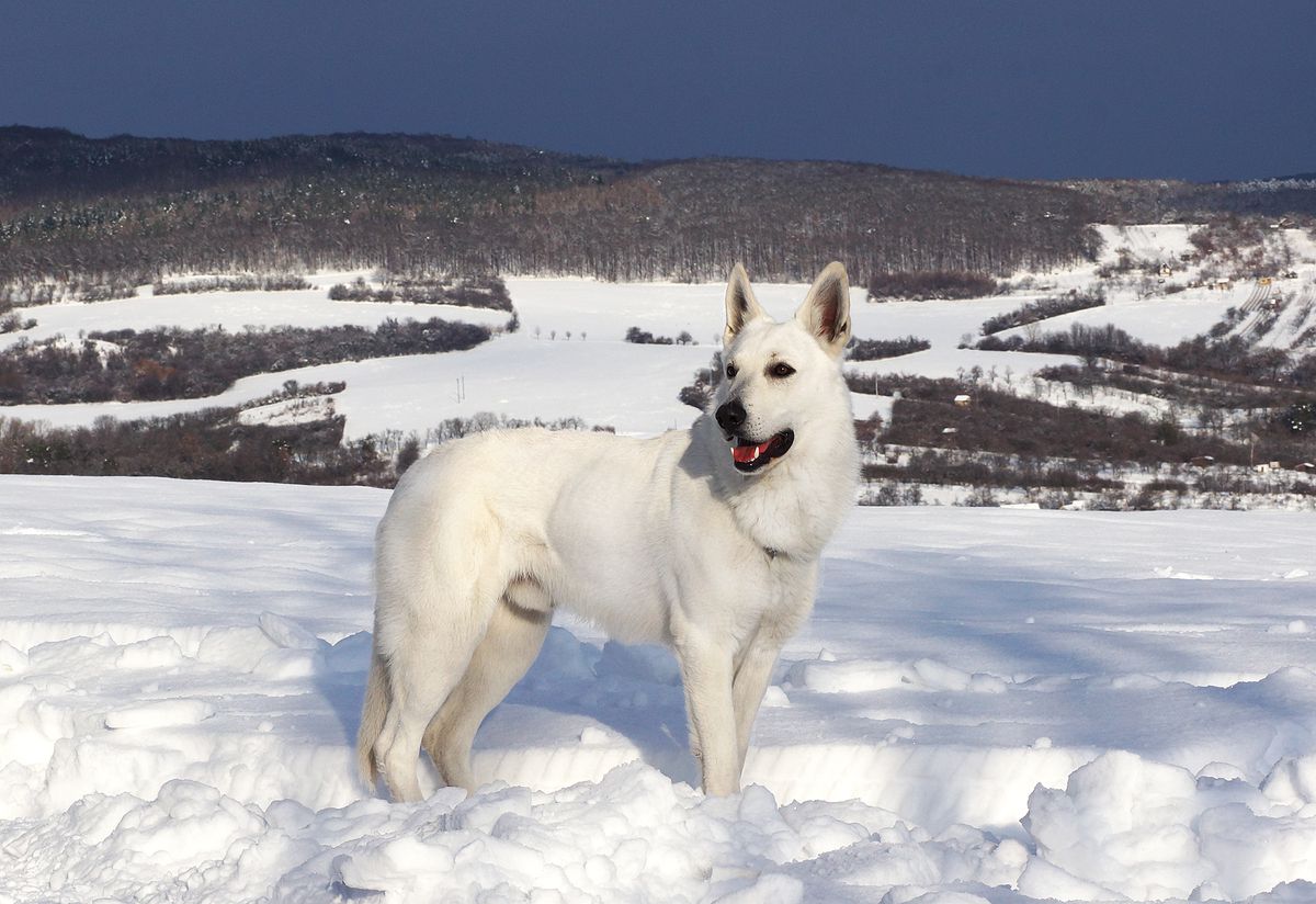 Aris Blanco Amafren | White Swiss Shepherd Dog 