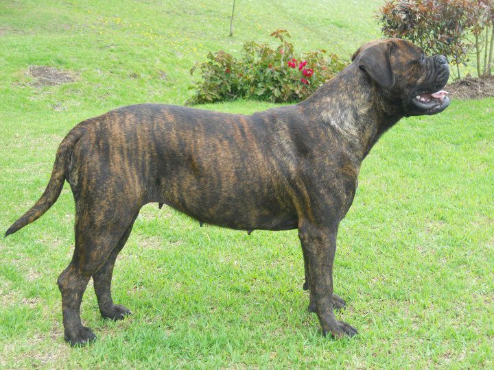 Jaracanbull Fortunee | Bullmastiff 