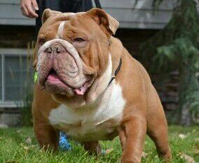 Celtic Edge Baby Huey Louis | Olde English Bulldogge 