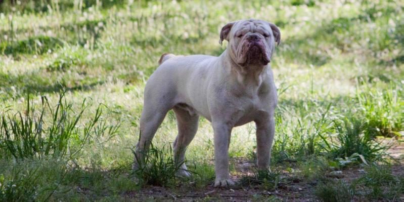 Leadfoot's Spirit Thunder | Olde English Bulldogge 