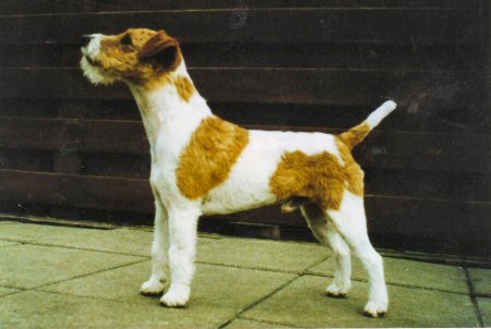Tiny Tyro Never the Last | Parson Russell Terrier 