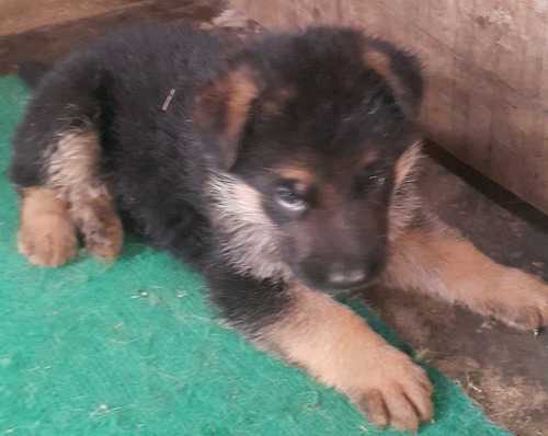 Amone vom VinhHoaKX | German Shepherd Dog 