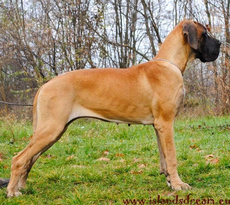 Dione Of Island's Dream | Great Dane 