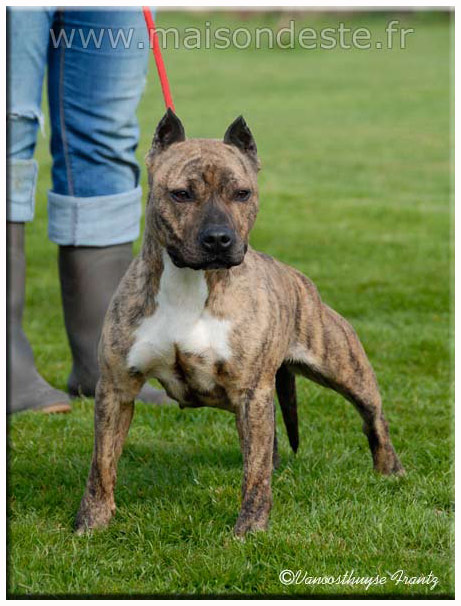 Este bella de la maison d este | American Staffordshire Terrier 