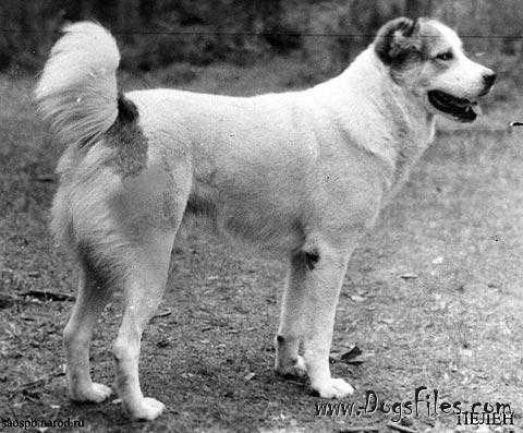 Pelen (PKR ?0165) | Central Asian Shepherd Dog 