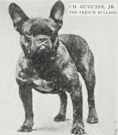 Gugusse Jr | French Bulldog 