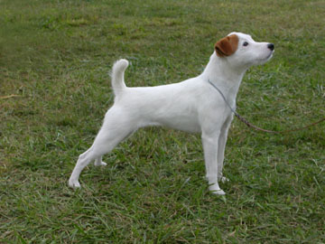 Thimble Farm Odette | Jack Russell Terrier 