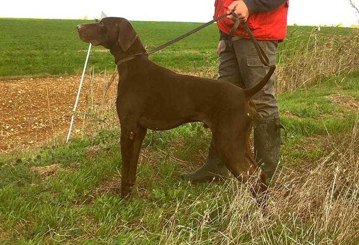 Tandíl de Saboya | German Shorthaired Pointer 