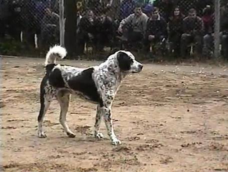 Babai | Central Asian Shepherd Dog 