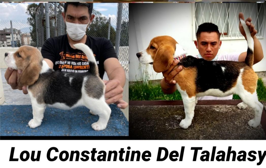 Lou Constantine del Talahasy | Beagle 