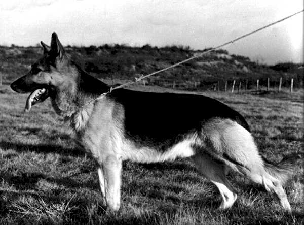 Lex Preußenblut | German Shepherd Dog 