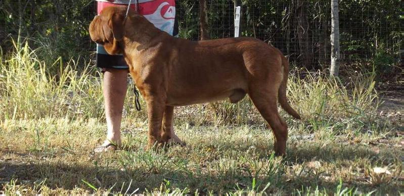 Bronzantiq Marching Powder (AI) | Dogue de Bordeaux 