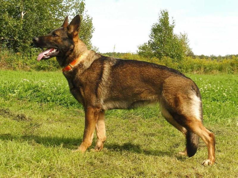 De Juco Aura | German Shepherd Dog 