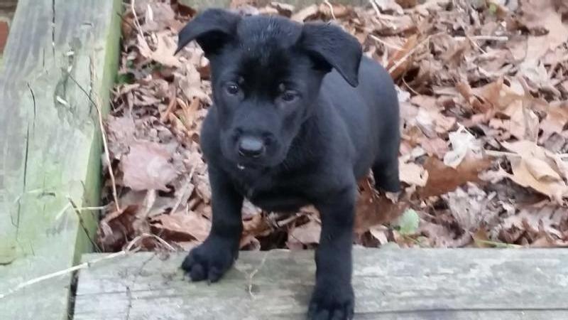 Nubianne of Hioaks | Dutch Shepherd 