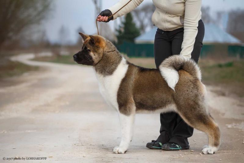MIYANDASHT ALLURE CHANEL | Akita 