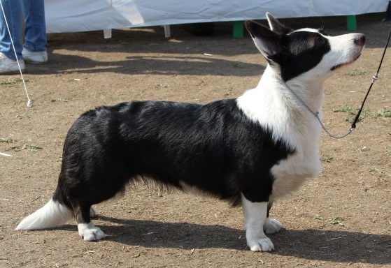 Sovershennaya Krasotka S peschanoi otmeli | Cardigan Welsh Corgi 