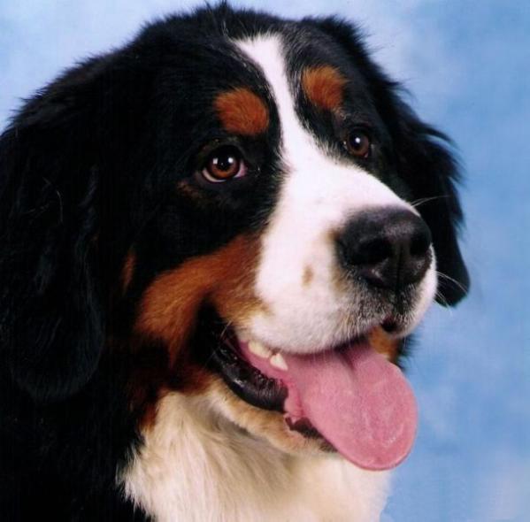 Dior de Zandvijver | Bernese Mountain Dog 