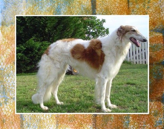 Shefaro Rodrigo'S Zorra | Borzoi 