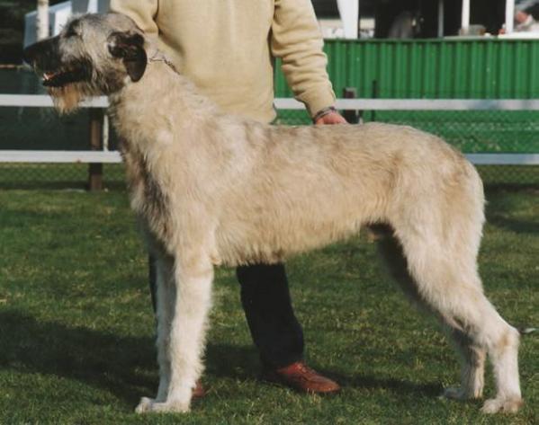 Zebulon Von Der Oelmuhle | Irish Wolfhound 