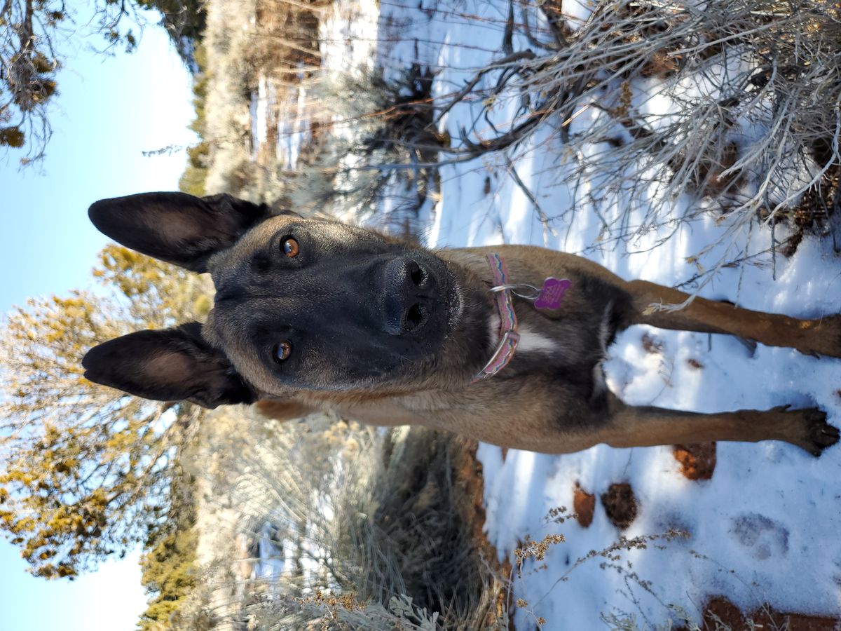 Seika Zion Farbenholt | Belgian Malinois 