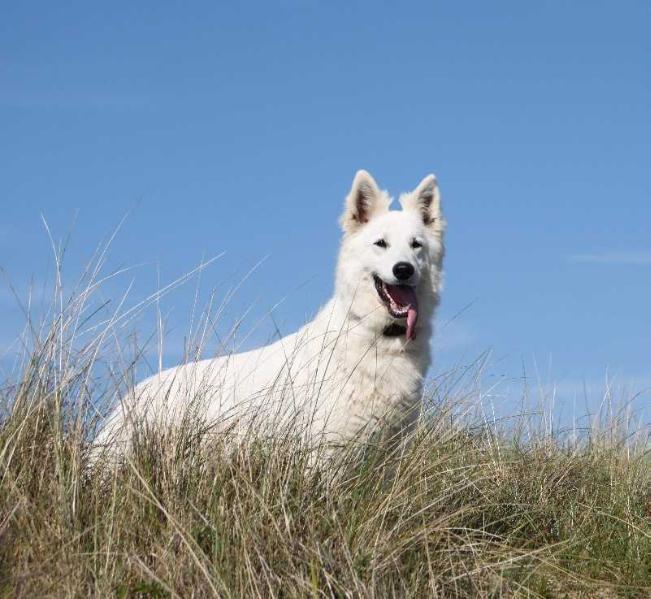 DJÉNA DE LA GRANGE AUX BLANCS | White Swiss Shepherd Dog 
