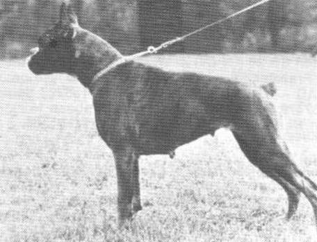 Duschka von der Pfennigsbrücke | Boxer 