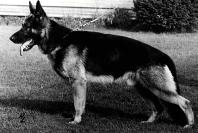 Boss vom Amalienhof | German Shepherd Dog 