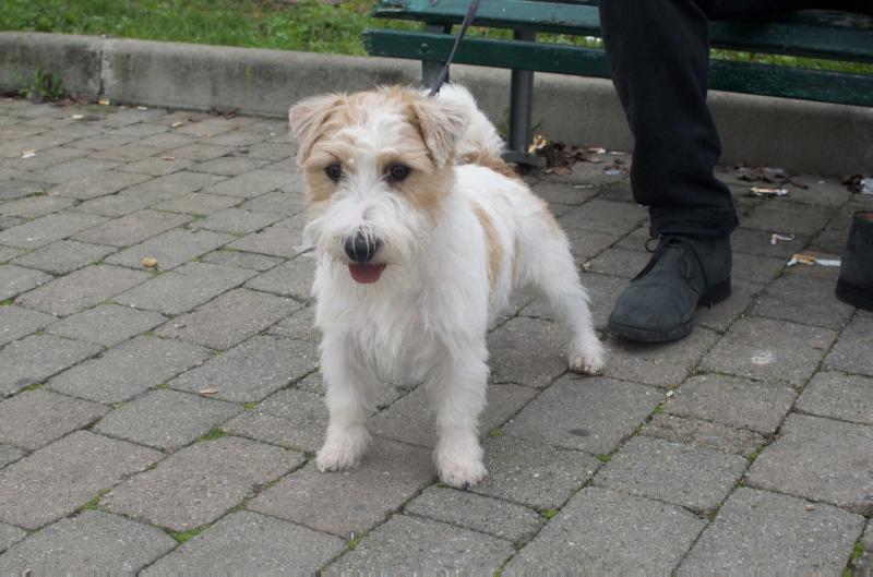 WILDJACK QUATTRO | Jack Russell Terrier 