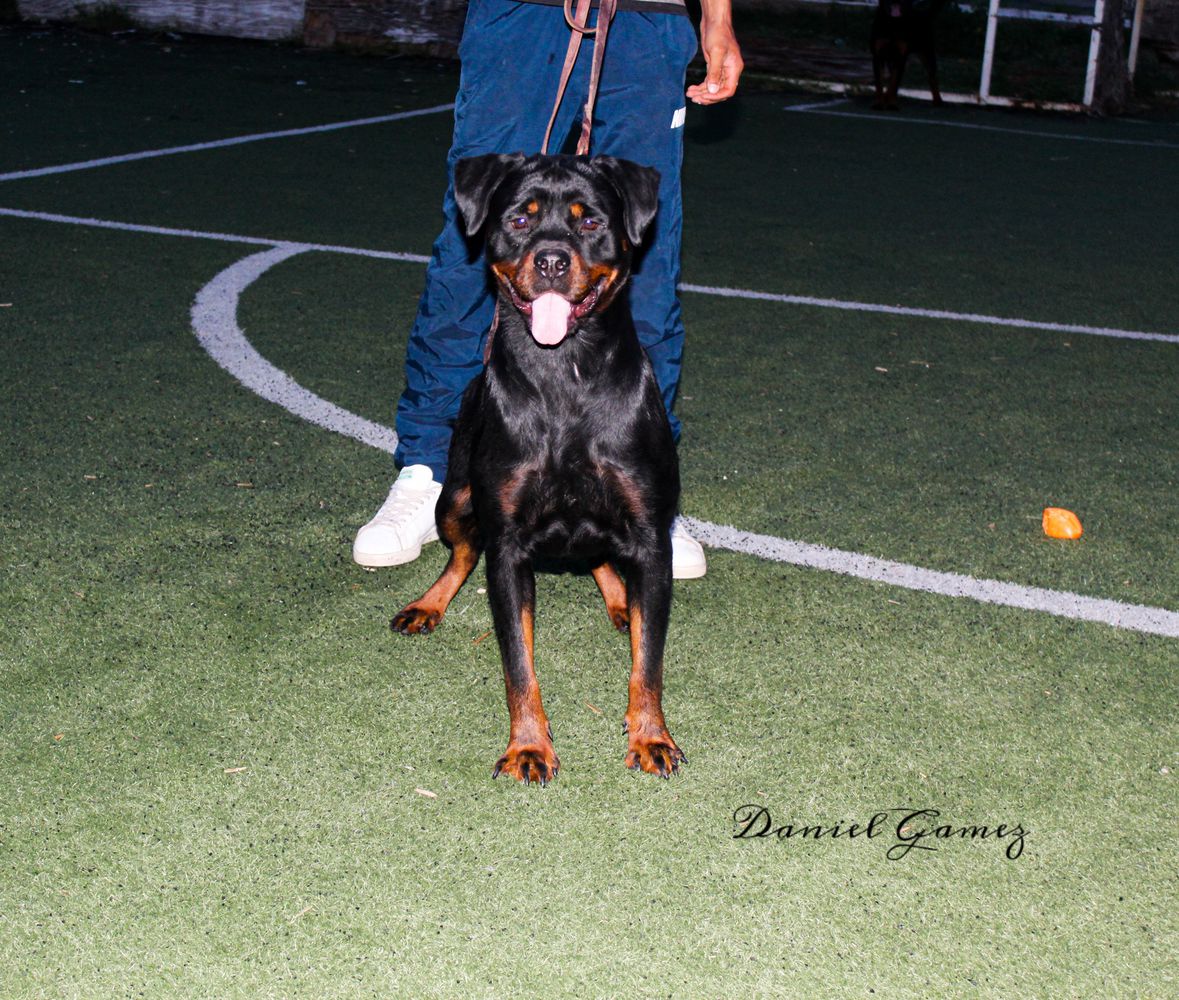 Jeska Von Black Haus | Rottweiler 