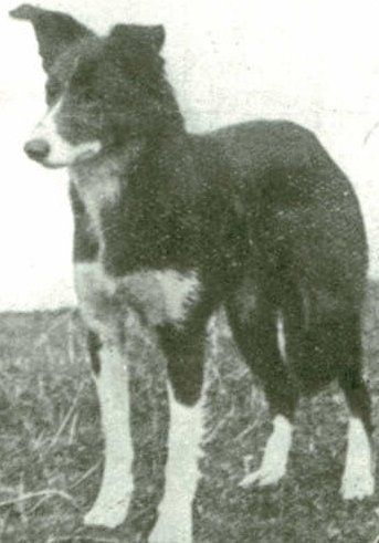 Meg ISDS 306 | Border Collie 