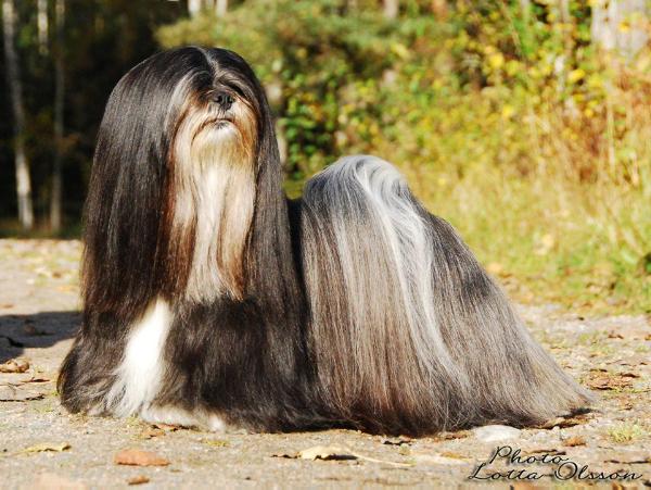 Rebellics Jeanne-D'Arc | Lhasa Apso 