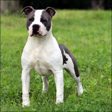 Forrest Dragon blue florida | American Staffordshire Terrier 