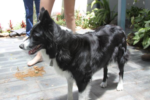 Huillen de Cibalerio | Border Collie 