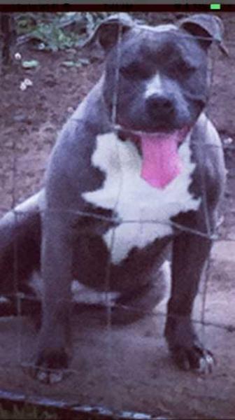 Kings Blue Stella | American Pit Bull Terrier 