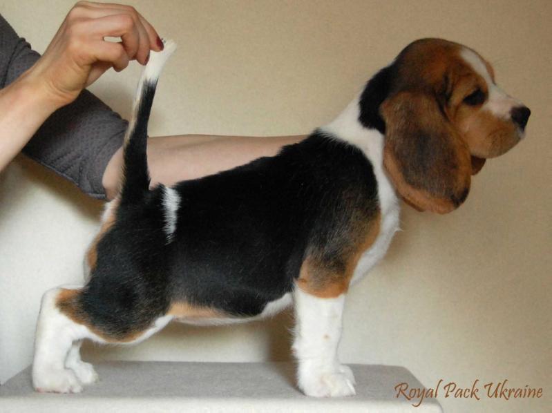 ROYAL PACK UKRAINE EXPRESSIF SOURIRE | Beagle 