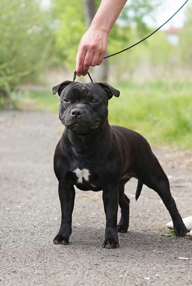 Brave Spirit Celesta Double Dare | Staffordshire Bull Terrier 