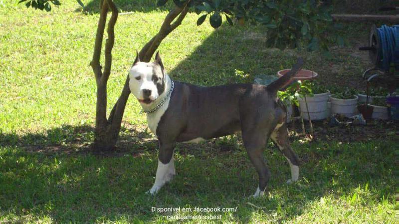Belle Guerrier Newkraftfeld | American Staffordshire Terrier 