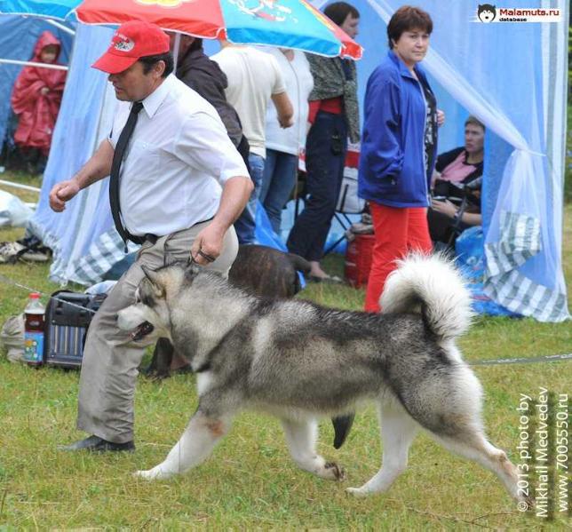 ZHANO ARMANI | Alaskan Malamute 