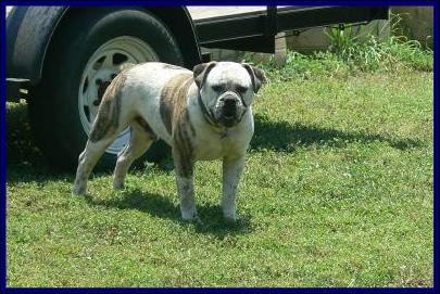 Bullnanza Bulldogge's Trooper | Olde English Bulldogge 