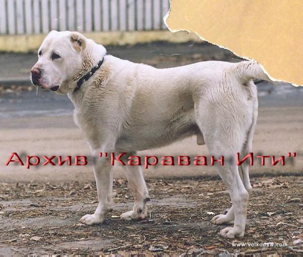 Ak Chopan Iti Ak Bacha | Central Asian Shepherd Dog 