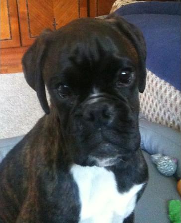 Cecilia v.b. Burg Singidunum | Boxer 
