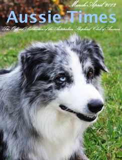 Rising Sun Misko @ Turkey Run | Australian Shepherd 