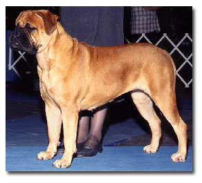 Leatherneck Ruby Cabernet | Bullmastiff 