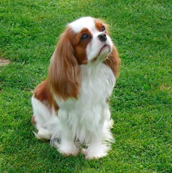 Awaray's Dear Darlin | Cavalier King Charles Spaniel 