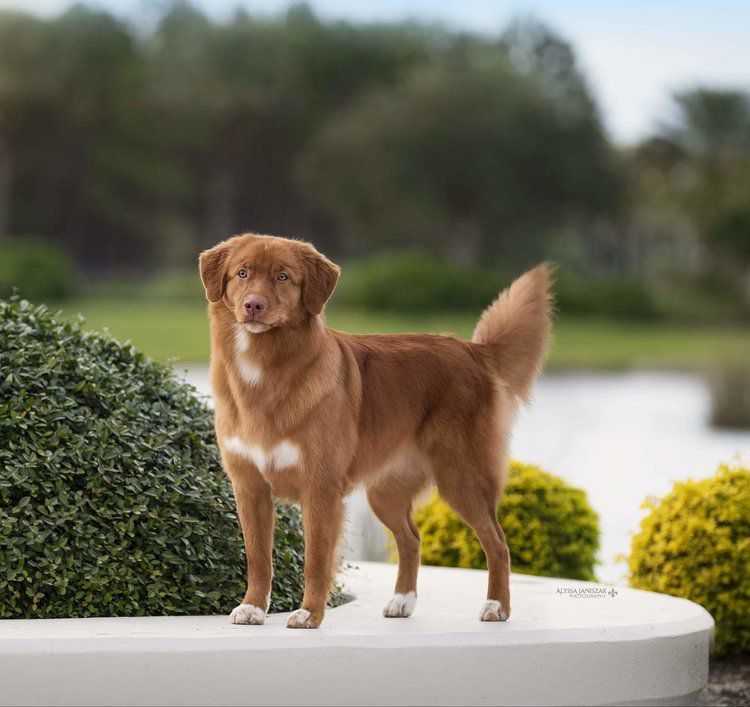 Manitou Heavens Above | Nova Scotia Duck Tolling Retriever 