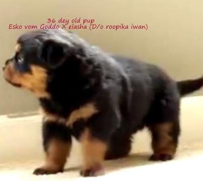 Rudra's brista | Rottweiler 