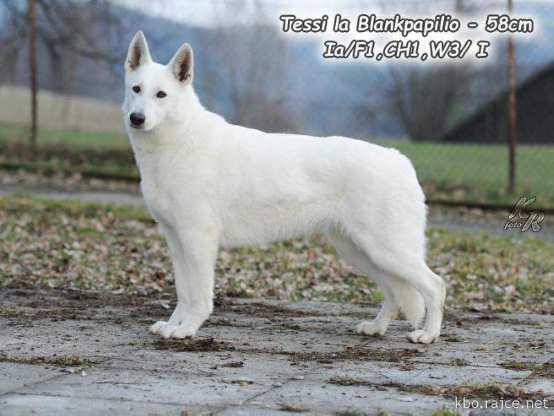 Tessi la Blankpapilio | White Swiss Shepherd Dog 