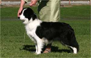 Trucharm Mad About You | Border Collie 