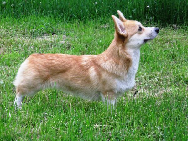 Nextberry Ukrboom | Pembroke Welsh Corgi 