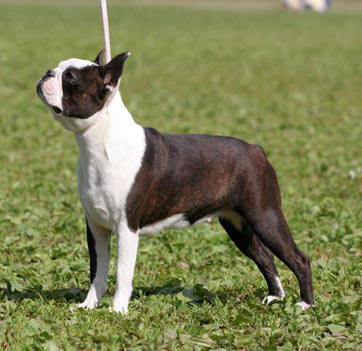 RHAPSODY LEGEND BEAUTY GREMLINS | Boston Terrier 